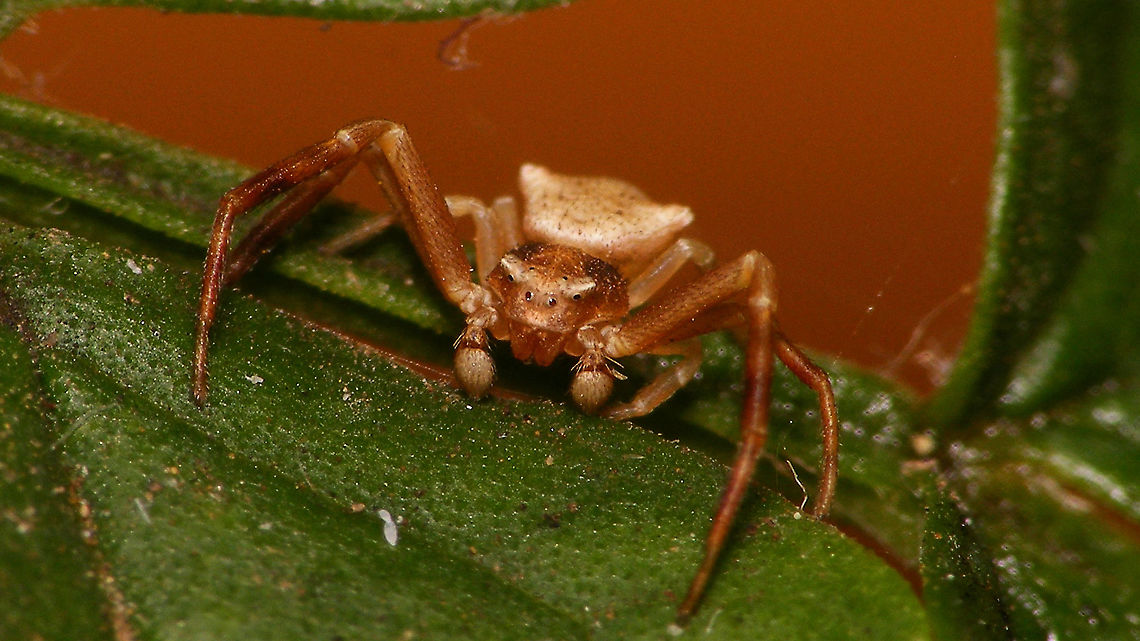 Thomisus onustus - Portrait  Araneae,Geotagged,La Palma (Canary Islands),Spain,Thomisidae,Thomisus,Thomisus onustus,nl: Bloemkrabspin