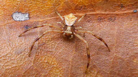 Thomisus onustus - Brown  Araneae,Geotagged,La Palma (Canary Islands),Spain,Thomisidae,Thomisus,Thomisus onustus,nl: Bloemkrabspin