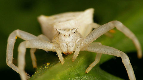 Thomisus onustus - Mugshot  Araneae,Geotagged,La Palma (Canary Islands),Spain,Thomisidae,Thomisus,Thomisus onustus,nl: Bloemkrabspin