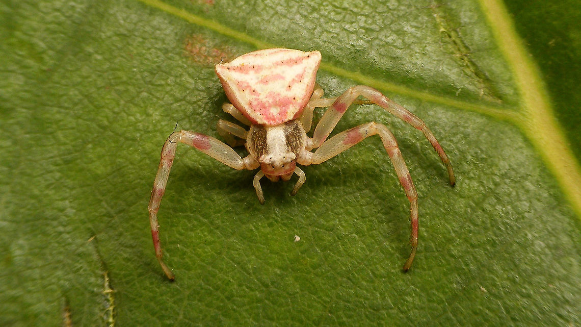 Thomisus onustus - Pink  Araneae,Geotagged,La Palma (Canary Islands),Spain,Thomisidae,Thomisus,Thomisus onustus,nl: Bloemkrabspin