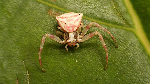 Thomisus onustus - Pink  Araneae,Geotagged,La Palma (Canary Islands),Spain,Thomisidae,Thomisus,Thomisus onustus,nl: Bloemkrabspin