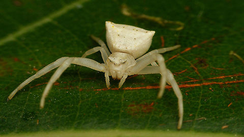 Thomisus onustus - Pale  Araneae,Geotagged,La Palma (Canary Islands),Spain,Thomisidae,Thomisus,Thomisus onustus,nl: Bloemkrabspin