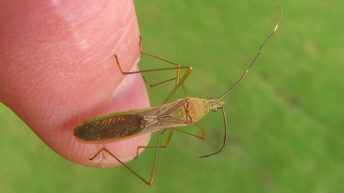 Leptocorisa oratoria - Dorsal Lateral shot of same individual here:<br />
<figure class="photo"><a href="https://www.jungledragon.com/image/88366/leptocorisa_oratoria_-_lateral.html" title="Leptocorisa oratoria - Lateral"><img src="https://s3.amazonaws.com/media.jungledragon.com/images/3043/88366_thumb.jpg?AWSAccessKeyId=05GMT0V3GWVNE7GGM1R2&Expires=1770854410&Signature=6VQoz85GlD%2FxUXDFVSwekiRM6Eg%3D" width="200" height="114" alt="Leptocorisa oratoria - Lateral The dark spots on the venter are diagnostic vs the otherwise very similar looking Leptocorisa acuta.<br />
<br />
Dorsal shot of same individual here:<br />
https://www.jungledragon.com/image/88365/leptocorisa_oratoria_-_dorsal.html Alydidae,Heteroptera,Leptocorisa,Leptocorisa oratoria,Leptocorisinae,Leptocorisini,Rice Bug,Rice ear bug" /></a></figure> Alydidae,Heteroptera,Leptocorisa,Leptocorisa oratoria,Leptocorisinae,Leptocorisini,Rice Bug,Rice ear bug