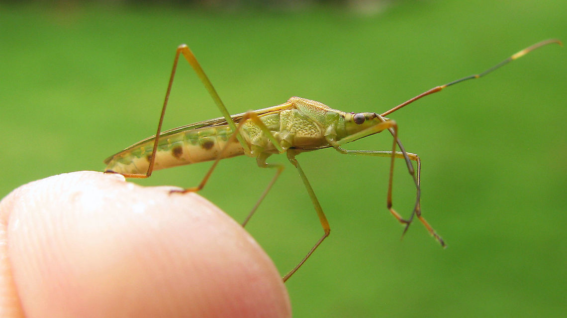 Leptocorisa oratoria - Lateral The dark spots on the venter are diagnostic vs the otherwise very similar looking Leptocorisa acuta.<br />
<br />
Dorsal shot of same individual here:<br />
<figure class="photo"><a href="https://www.jungledragon.com/image/88365/leptocorisa_oratoria_-_dorsal.html" title="Leptocorisa oratoria - Dorsal"><img src="https://s3.amazonaws.com/media.jungledragon.com/images/3043/88365_thumb.jpg?AWSAccessKeyId=05GMT0V3GWVNE7GGM1R2&Expires=1770854410&Signature=l%2FRlwk3K383Zq2AN%2BaR7zs3Adfo%3D" width="200" height="114" alt="Leptocorisa oratoria - Dorsal Lateral shot of same individual here:<br />
https://www.jungledragon.com/image/88366/leptocorisa_oratoria_-_lateral.html Alydidae,Heteroptera,Leptocorisa,Leptocorisa oratoria,Leptocorisinae,Leptocorisini,Rice Bug,Rice ear bug" /></a></figure> Alydidae,Heteroptera,Leptocorisa,Leptocorisa oratoria,Leptocorisinae,Leptocorisini,Rice Bug,Rice ear bug