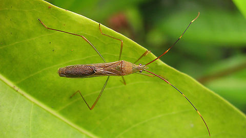 Leptocorisa cf. oratoria Pretty darn sure this must be oratoria as well, but the dorsal characters for ID as featured in many keys are unreliable IMHO and I don't have a ventral shot of this one. Alydidae,Heteroptera,Leptocorisa,Leptocorisa oratoria,Leptocorisinae,Leptocorisini,Rice Bug,Rice ear bug