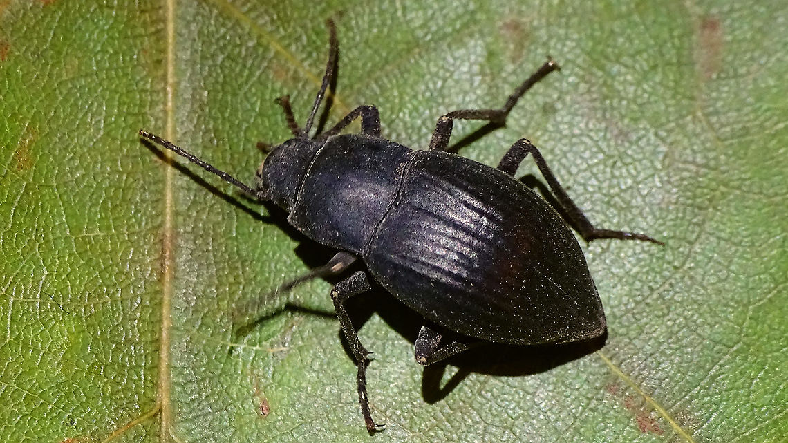 Hegeter tristis  Darkling beetle,Geotagged,Hegeter,Hegeter tristis,La Palma (Canary Islands),Pimeliinae,Spain,Tenebrionidae