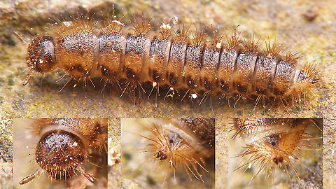 Lagria hirta - Larva Quick & dirty collage I just created for a discussion on ID-ing characters for both our Lagria species (hirta and atripes). Going by the key in Klausnitzer (1996) and comparing to the excellent photos by Artem Zaitsev, I'm confident that this should be Lagria hirta, but it should be noted that I have not found any images for the larva of L. atripes for comparison.
The total habitus with the long hairs, short closely spaced urogomphi and especially the relatively long antennae (for a larva) with very long 2nd segment and reduced third segment make this a Lagriinae, with only two species in Central Europe. 
Klausnitzer separates the two based on the urogomphi as follows:
Lagria hirta: Urogomphi sharply pointed and spread wider apart toward the tips (seen from above)
Lagria atripes: Urogomphi dull and sub-parallel (seen from above)
Even on the drawings provided (only for hirta) in the very same key, I cannot see the urogomphi as "spreading apart toward the tip" - that is, if I go by the centre line. Of course, with the urogomphi being pointed they will naturally be closer together at the base, so maybe that is what Klausnitzer is trying to convey(?)
Additionally, I have not been able to find a single image of a Lagria larva where the urogomphi (if visible at all) are _not_ sharply pointed, so I have no reference to compare the supposed "blunt" shape of Lagria atripes to.
We will need to find more of these larvae and get adults of them in order to (hopefully) document an atripes larva as well one day...
References:
Bernhard Klausnitzer (1996) Die Larven der Käfer Mitteleuropas, Band 3, Polyphaga Teil 2
Photo by Artem Zaitsev: https://www.flickr.com/photos/25258027@N02/3212882949
Discussion on wrn: https://forum.waarneming.nl/smf/index.php?topic=462308.msg2368678#msg2368678 Coleoptera,Lagria,Lagria hirta,Lagriidae,Lagriinae,Larva,Larvae ID help,Tenebrionidae