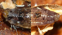 Keroplatidae - Larva, details of head and tail Quite possibly Cerotelion (striatum?)<br />
Full larva here:<br />
https://www.jungledragon.com/image/88884/keroplatidae_-_larva.html Bibionomorpha,Diptera,Fungus gnat,Keroplatidae,Larva,Nematocera,Sciaroidea,fungus gnat larvae