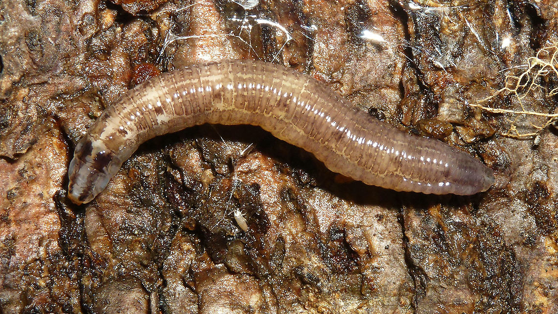 Keroplatidae - Larva Quite possibly Cerotelion (striatum?)<br />
Details of head and tail here:<br />
<figure class="photo"><a href="https://www.jungledragon.com/image/88883/keroplatidae_-_larva_details_of_head_and_tail.html" title="Keroplatidae - Larva, details of head and tail"><img src="https://s3.amazonaws.com/media.jungledragon.com/images/3043/88883_thumb.jpg?AWSAccessKeyId=05GMT0V3GWVNE7GGM1R2&Expires=1769040010&Signature=8yL0tA5u8O%2FNZKmHuWelqhGgAIg%3D" width="200" height="114" alt="Keroplatidae - Larva, details of head and tail Quite possibly Cerotelion (striatum?)<br />
Full larva here:<br />
https://www.jungledragon.com/image/88884/keroplatidae_-_larva.html Bibionomorpha,Diptera,Fungus gnat,Keroplatidae,Larva,Nematocera,Sciaroidea,fungus gnat larvae" /></a></figure> Bibionomorpha,Diptera,Fungus gnat,Keroplatidae,Larva,Nematocera,Sciaroidea,fungus gnat larvae