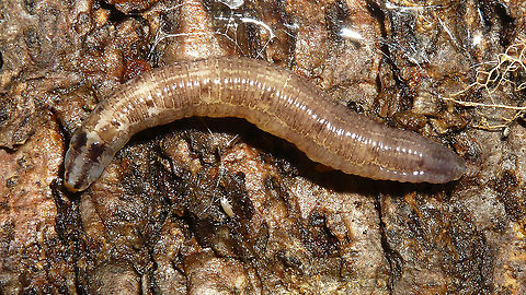 Keroplatidae - Larva Quite possibly Cerotelion (striatum?)
Details of head and tail here:
https://www.jungledragon.com/image/88883/keroplatidae_-_larva_details_of_head_and_tail.html Bibionomorpha,Diptera,Fungus gnat,Keroplatidae,Larva,Nematocera,Sciaroidea,fungus gnat larvae