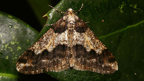Agriopis leucophaearia - Male (dark)  Agriopis,Agriopis leucophaearia,Bistonini,Ennominae,Geometridae,Jane's garden,Moth,Spring Usher,nl: Kleine Voorjaarsspanner