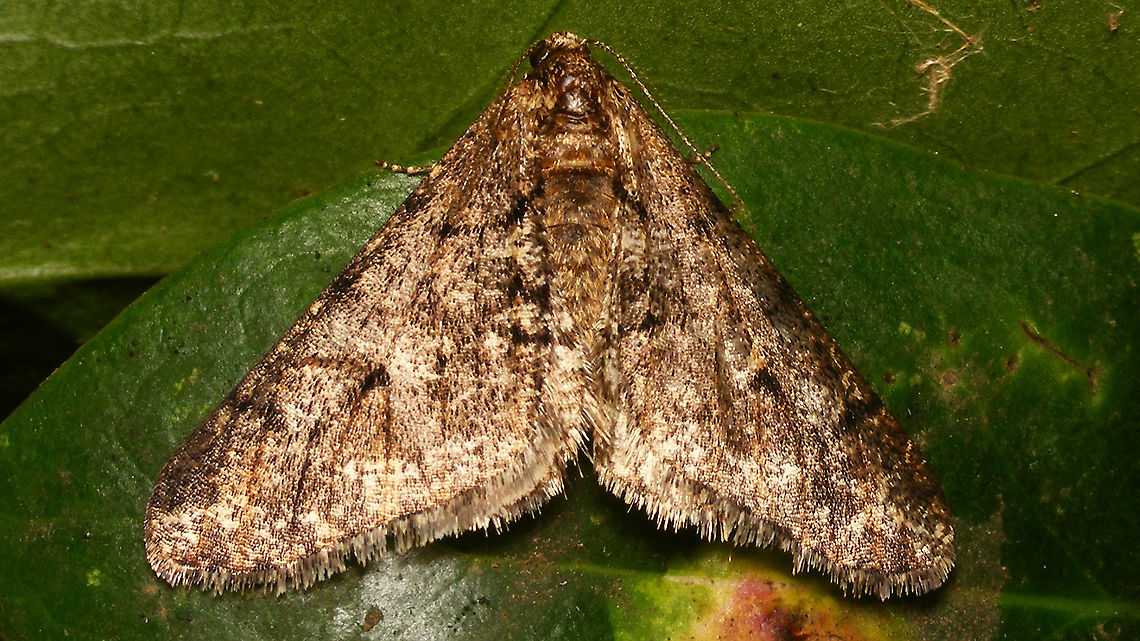 Agriopis leucophaearia - Male (almost unmarked)  Agriopis,Agriopis leucophaearia,Bistonini,Ennominae,Geometridae,Jane's garden,Moth,Spring Usher,nl: Kleine Voorjaarsspanner