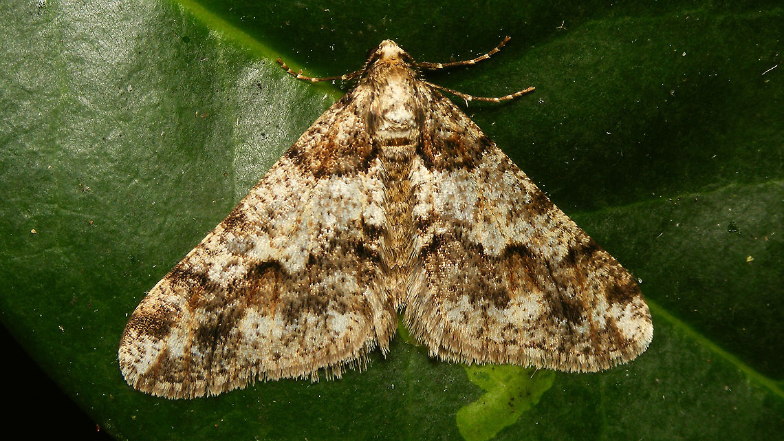 Agriopis leucophaearia - Male  Agriopis,Agriopis leucophaearia,Bistonini,Ennominae,Geometridae,Jane's garden,Moth,Spring Usher,nl: Kleine Voorjaarsspanner