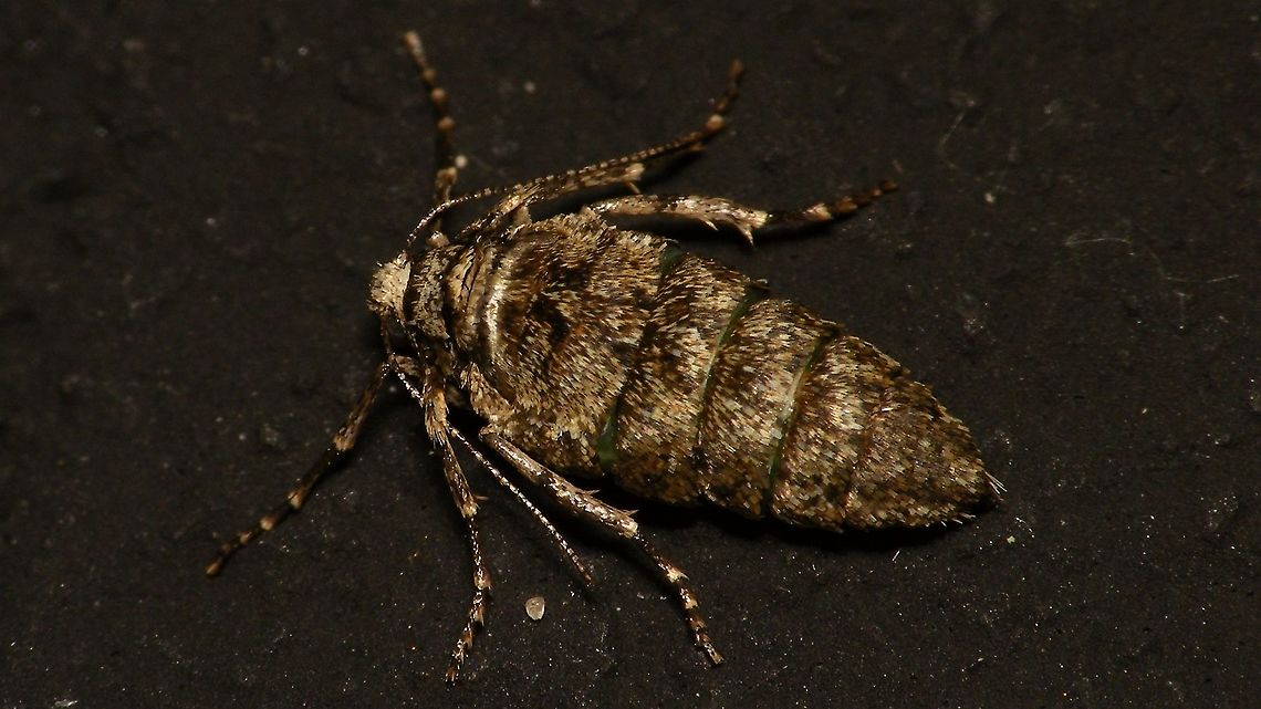 Agriopis leucophaearia - Female Detail of head here:<br />
<figure class="photo"><a href="https://www.jungledragon.com/image/89223/agriopis_leucophaearia_-_female_head.html" title="Agriopis leucophaearia - Female (head)"><img src="https://s3.amazonaws.com/media.jungledragon.com/images/3043/89223_thumb.jpg?AWSAccessKeyId=05GMT0V3GWVNE7GGM1R2&Expires=1769040010&Signature=4z82pGyfe2XmuLILXOH3PZl%2BQ7s%3D" width="200" height="114" alt="Agriopis leucophaearia - Female (head) The colour of the scales on the head and first antenna segments are quite indicative to separate these from the otherwise quite similar females of Phigalia pilosaria (brownish on A.leuco. vs. white on P.pilo.).<br />
Shot of full lady here:<br />
https://www.jungledragon.com/image/89222/agriopis_leucophaearia_-_female.html Agriopis,Agriopis leucophaearia,Alerdinck,Bistonini,Ennominae,Geometridae,Geotagged,Moth,Netherlands,Spring Usher,nl: Kleine Voorjaarsspanner" /></a></figure> Agriopis,Agriopis leucophaearia,Alerdinck,Bistonini,Ennominae,Geometridae,Geotagged,Moth,Netherlands,Spring Usher,nl: Kleine Voorjaarsspanner