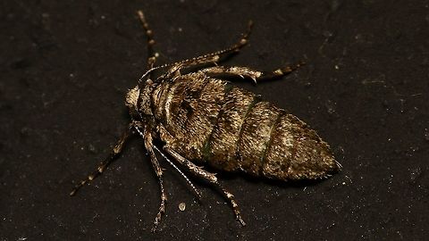 Agriopis leucophaearia - Female Detail of head here:
https://www.jungledragon.com/image/89223/agriopis_leucophaearia_-_female_head.html Agriopis,Agriopis leucophaearia,Alerdinck,Bistonini,Ennominae,Geometridae,Geotagged,Moth,Netherlands,Spring Usher,nl: Kleine Voorjaarsspanner