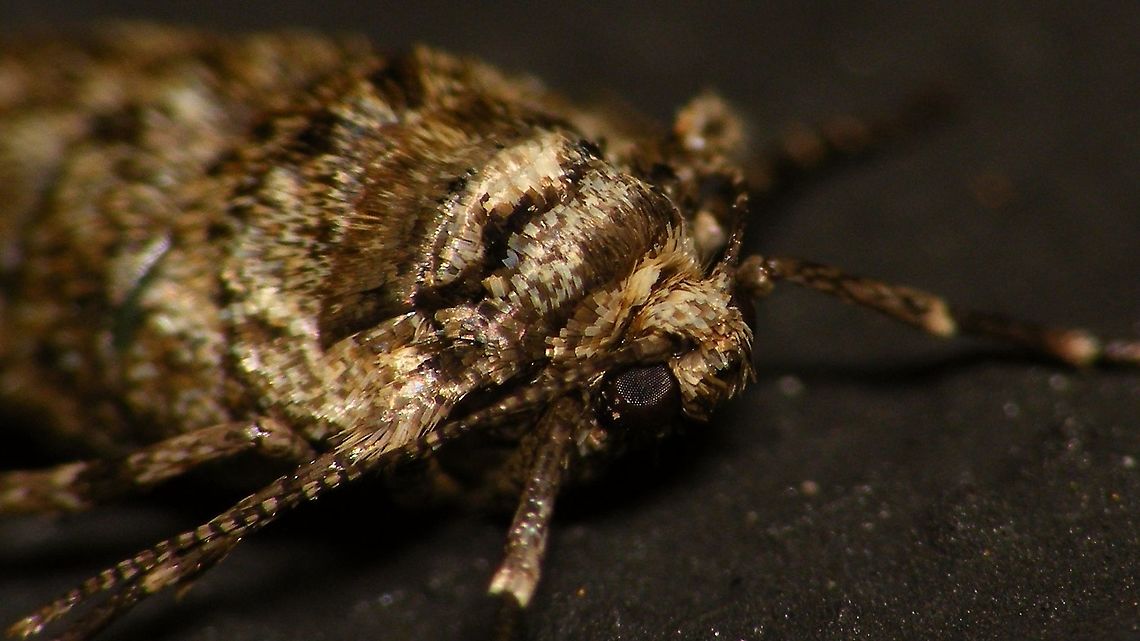 Agriopis leucophaearia - Female (head) The colour of the scales on the head and first antenna segments are quite indicative to separate these from the otherwise quite similar females of Phigalia pilosaria (brownish on A.leuco. vs. white on P.pilo.).<br />
Shot of full lady here:<br />
<figure class="photo"><a href="https://www.jungledragon.com/image/89222/agriopis_leucophaearia_-_female.html" title="Agriopis leucophaearia - Female"><img src="https://s3.amazonaws.com/media.jungledragon.com/images/3043/89222_thumb.jpg?AWSAccessKeyId=05GMT0V3GWVNE7GGM1R2&Expires=1769040010&Signature=Oi2jRt%2BD1r7eJqkeyshzBldzbuY%3D" width="200" height="114" alt="Agriopis leucophaearia - Female Detail of head here:<br />
https://www.jungledragon.com/image/89223/agriopis_leucophaearia_-_female_head.html Agriopis,Agriopis leucophaearia,Alerdinck,Bistonini,Ennominae,Geometridae,Geotagged,Moth,Netherlands,Spring Usher,nl: Kleine Voorjaarsspanner" /></a></figure> Agriopis,Agriopis leucophaearia,Alerdinck,Bistonini,Ennominae,Geometridae,Geotagged,Moth,Netherlands,Spring Usher,nl: Kleine Voorjaarsspanner