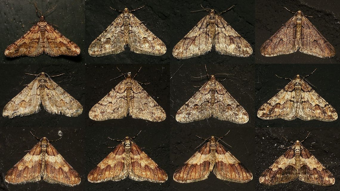 Agriopis leucophaearia - Collage of males One night in January on the black walls of Den Alerdinck, just a few of the 30-40 or so male Spring ushers.<br />
Choose "load original" in full frame view to get full resolution (5760x3240) Agriopis,Agriopis leucophaearia,Alerdinck,Bistonini,Ennominae,Geometridae,Geotagged,Moth,Netherlands,Spring Usher,nl: Kleine Voorjaarsspanner