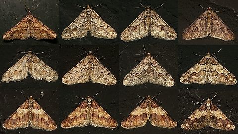 Agriopis leucophaearia - Collage of males One night in January on the black walls of Den Alerdinck, just a few of the 30-40 or so male Spring ushers.
Choose "load original" in full frame view to get full resolution (5760x3240) Agriopis,Agriopis leucophaearia,Alerdinck,Bistonini,Ennominae,Geometridae,Geotagged,Moth,Netherlands,Spring Usher,nl: Kleine Voorjaarsspanner