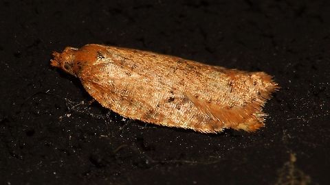 Acleris notana/ferrugana (?) Markings different from the previous one:
https://www.jungledragon.com/image/86843/acleris_sp._notana_or_ferrugana.html Acleris,Alerdinck,Geotagged,Lepidoptera,Netherlands,Tortricidae,leaf roller,nl: Boogbladroller