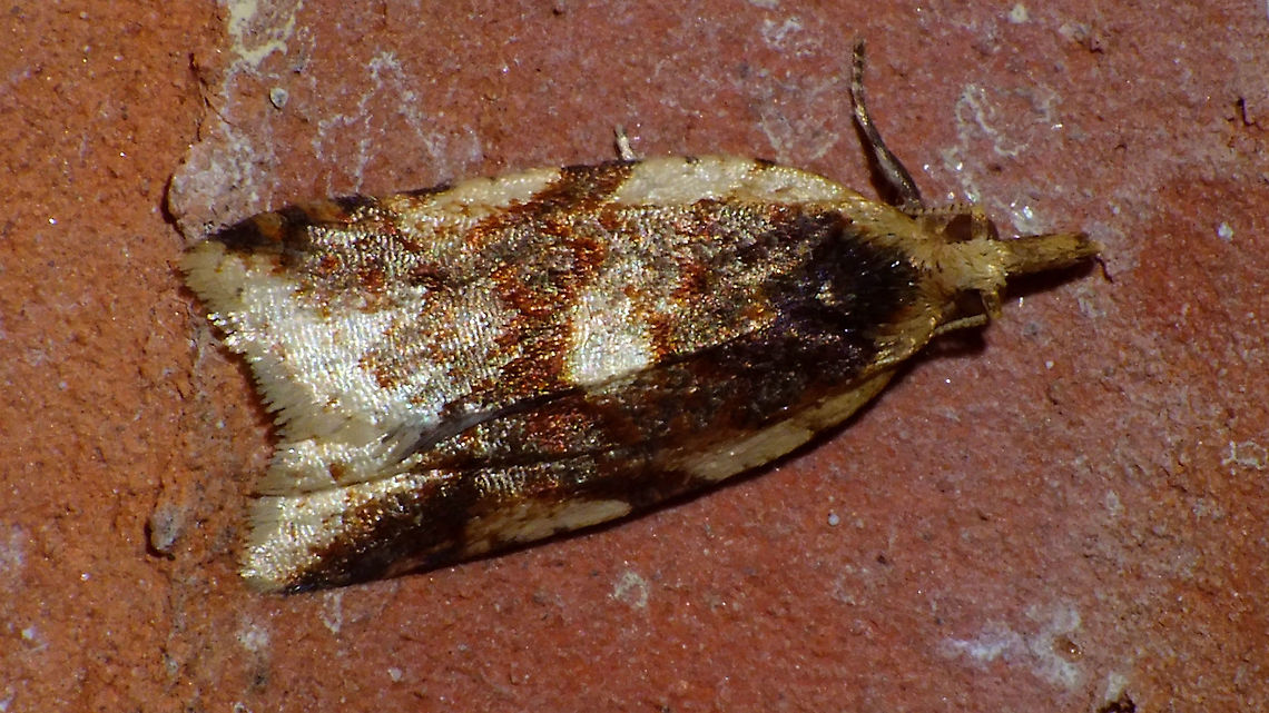Clepsis canariensis Endemic to some of the Canary Islands - not too many images around on the internet :o) Clepsis,Clepsis canariensis,Geotagged,La Palma (Canary Islands),Lepidoptera,Spain,Tortricidae