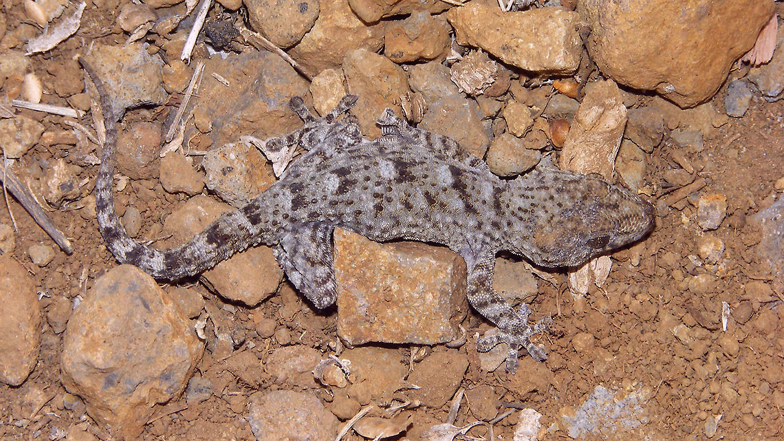 Tarentola delalandii Detail of paw here:<br />
<figure class="photo"><a href="https://www.jungledragon.com/image/89574/tarentola_delalandii_-_detail_of_paw.html" title="Tarentola delalandii - Detail of paw"><img src="https://s3.amazonaws.com/media.jungledragon.com/images/3043/89574_thumb.jpg?AWSAccessKeyId=05GMT0V3GWVNE7GGM1R2&Expires=1767225610&Signature=ifhrf0i8UDQuOb5XGNK6FMYAnZg%3D" width="200" height="150" alt="Tarentola delalandii - Detail of paw Full animal here:<br />
https://www.jungledragon.com/image/89570/tarentola_delalandii.html Geotagged,La Palma (Canary Islands),Phyllodactylidae,Spain,Squamata,Tarentola,Tarentola delalandii,Tenerife gecko,nl: Delalandes Gekko" /></a></figure> Geotagged,La Palma (Canary Islands),Phyllodactylidae,Spain,Squamata,Tarentola,Tarentola delalandii,Tenerife gecko,nl: Delalandes Gekko