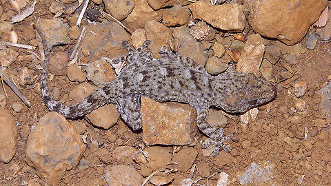 Tenerife gecko