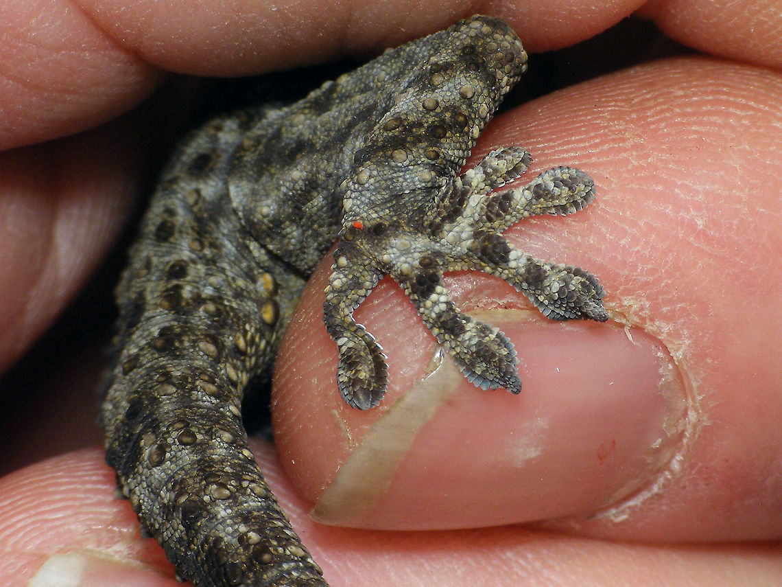 Tarentola delalandii - Detail of paw Full animal here:<br />
<figure class="photo"><a href="https://www.jungledragon.com/image/89570/tarentola_delalandii.html" title="Tarentola delalandii"><img src="https://s3.amazonaws.com/media.jungledragon.com/images/3043/89570_thumb.jpg?AWSAccessKeyId=05GMT0V3GWVNE7GGM1R2&Expires=1759968010&Signature=VSs0sjTOmHNlWLoWQ49H7oM%2BGG8%3D" width="200" height="114" alt="Tarentola delalandii Detail of paw here:<br />
https://www.jungledragon.com/image/89574/tarentola_delalandii_-_detail_of_paw.html Geotagged,La Palma (Canary Islands),Phyllodactylidae,Spain,Squamata,Tarentola,Tarentola delalandii,Tenerife gecko,nl: Delalandes Gekko" /></a></figure> Geotagged,La Palma (Canary Islands),Phyllodactylidae,Spain,Squamata,Tarentola,Tarentola delalandii,Tenerife gecko,nl: Delalandes Gekko