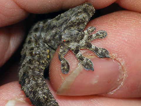 Tarentola delalandii - Detail of paw Full animal here:
https://www.jungledragon.com/image/89570/tarentola_delalandii.html Geotagged,La Palma (Canary Islands),Phyllodactylidae,Spain,Squamata,Tarentola,Tarentola delalandii,Tenerife gecko,nl: Delalandes Gekko