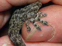 Tarentola delalandii - Detail of paw Full animal here:<br />
https://www.jungledragon.com/image/89570/tarentola_delalandii.html Geotagged,La Palma (Canary Islands),Phyllodactylidae,Spain,Squamata,Tarentola,Tarentola delalandii,Tenerife gecko,nl: Delalandes Gekko