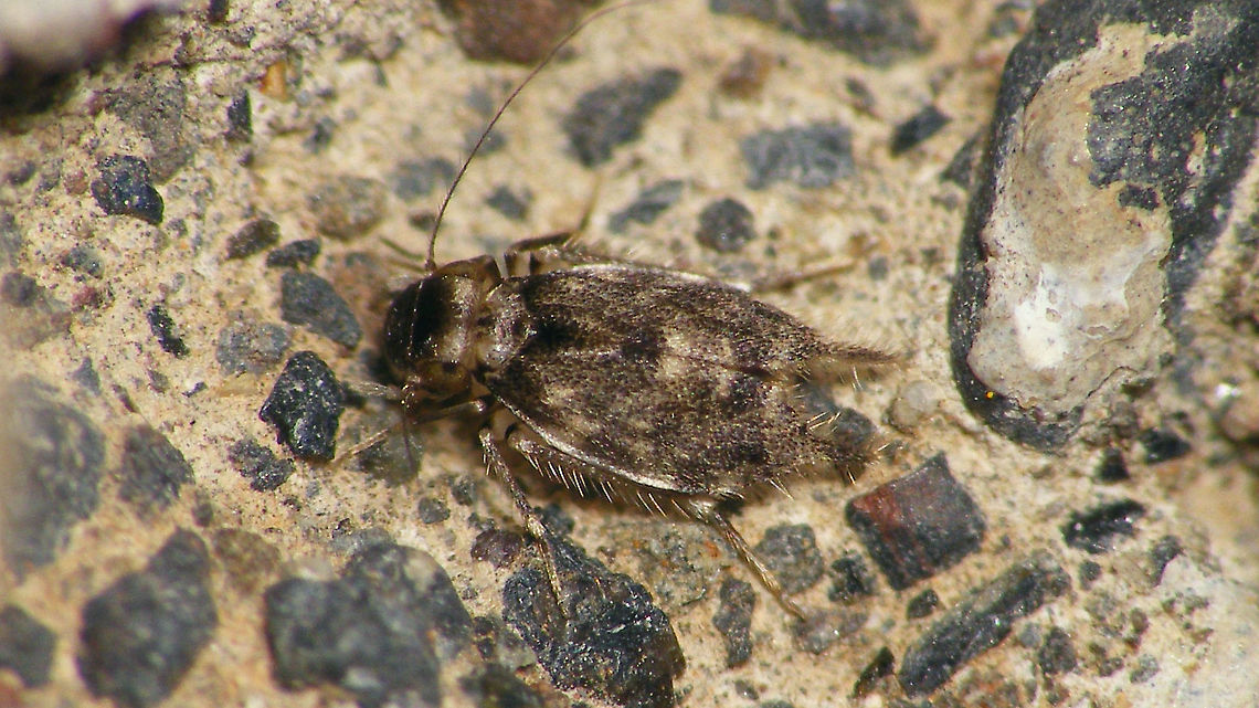 Marcenendius fortunatus Strangest barklouse I&#039;ve encountered so far - had to look three times to even recognize it as one. The species list for the Canary Islands (2010) lists it as genus Nephax still, but Charles Lienhard &amp; Baz (2011) moved it to Marcenendius.<br />
  Amphientometae,Amphientomidae,Geotagged,La Palma (Canary Islands),Marcenendius,Marcenendius fortunatus,Nephax fortunatus,Psocoptera,Spain,Troctomorpha
