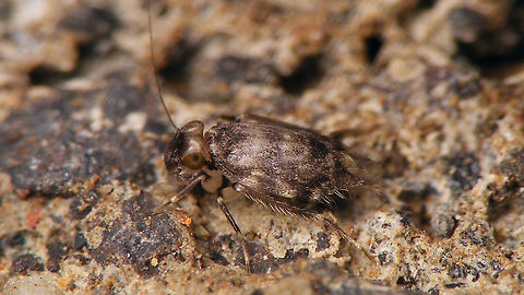Marcenendius fortunatus  Amphientometae,Amphientomidae,Geotagged,La Palma (Canary Islands),Marcenendius,Marcenendius fortunatus,Nephax fortunatus,Psocoptera,Spain,Troctomorpha