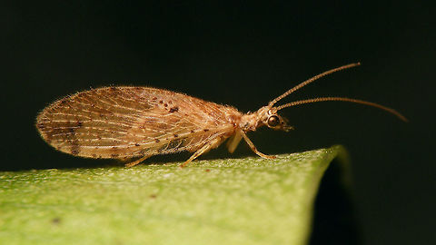 Micromus canariensis  Geotagged,Hemerobiidae,La Palma (Canary Islands),Micromus,Micromus canariensis,Neuroptera,Spain