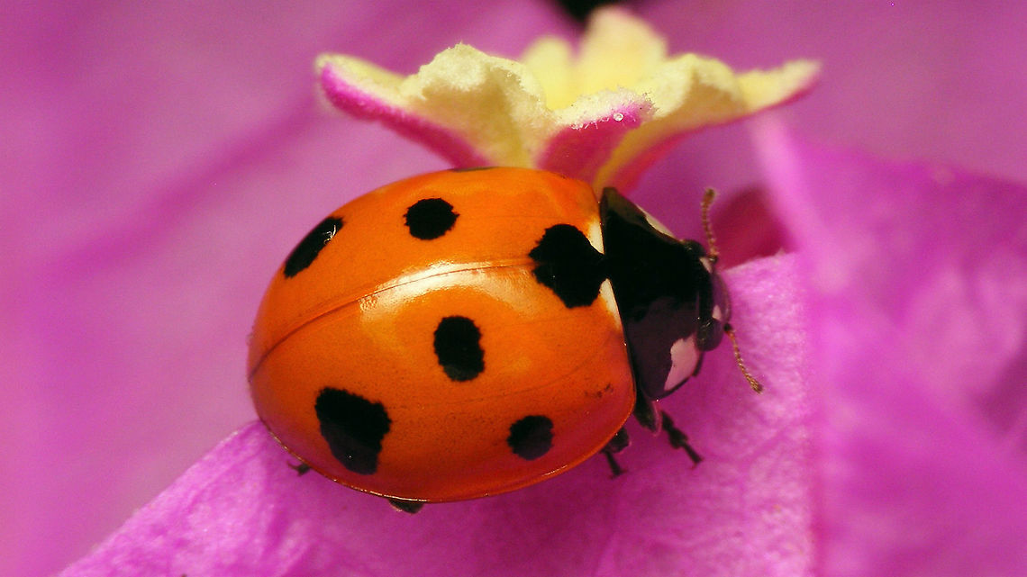 Coccinella algerica The northern African and Canary Islands version of the common 7-spot Ladybird  Coccinella,Coccinella algerica,Coccinellidae,Coccinellinae,Geotagged,La Palma (Canary Islands),Ladybird,Spain
