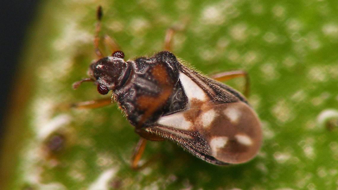 Merragata hebroides This 1.5mm "black spec" was skating like crazy over the water of the swimming pool here - hard job to catch it in a jar, even harder to get halfway decent images ... restless and quick as hell ... pfff ....<br />
Here a horribly out of focus image for size:<br />
<figure class="photo"><a href="https://www.jungledragon.com/image/89841/merragata_hebroides_on_mm-paper.html" title="Merragata hebroides on mm-paper"><img src="https://s3.amazonaws.com/media.jungledragon.com/images/3043/89841_thumb.jpg?AWSAccessKeyId=05GMT0V3GWVNE7GGM1R2&Expires=1770854410&Signature=f5BHNXQQZ0CsURnGqz2fWUK%2FpUc%3D" width="200" height="150" alt="Merragata hebroides on mm-paper just for size :o)<br />
Slightly sharper image here:<br />
https://www.jungledragon.com/image/89840/merragata_hebroides.html Geotagged,Hebridae,Heteroptera,La Palma (Canary Islands),Merragata,Merragata hebroides,Spain" /></a></figure> Geotagged,Hebridae,Heteroptera,La Palma (Canary Islands),Merragata,Merragata hebroides,Spain