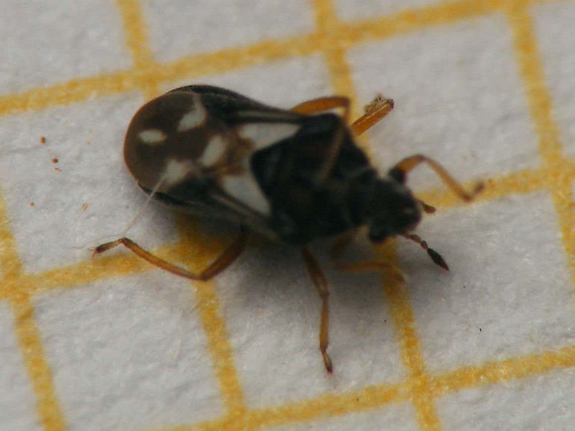 Merragata hebroides on mm-paper just for size :o)<br />
Slightly sharper image here:<br />
<figure class="photo"><a href="https://www.jungledragon.com/image/89840/merragata_hebroides.html" title="Merragata hebroides"><img src="https://s3.amazonaws.com/media.jungledragon.com/images/3043/89840_thumb.jpg?AWSAccessKeyId=05GMT0V3GWVNE7GGM1R2&Expires=1770854410&Signature=CtZQ2ADgEfOn5oBFJVbH%2BaHjC0s%3D" width="200" height="114" alt="Merragata hebroides This 1.5mm "black spec" was skating like crazy over the water of the swimming pool here - hard job to catch it in a jar, even harder to get halfway decent images ... restless and quick as hell ... pfff ....<br />
Here a horribly out of focus image for size:<br />
https://www.jungledragon.com/image/89841/merragata_hebroides_on_mm-paper.html Geotagged,Hebridae,Heteroptera,La Palma (Canary Islands),Merragata,Merragata hebroides,Spain" /></a></figure> Geotagged,Hebridae,Heteroptera,La Palma (Canary Islands),Merragata,Merragata hebroides,Spain