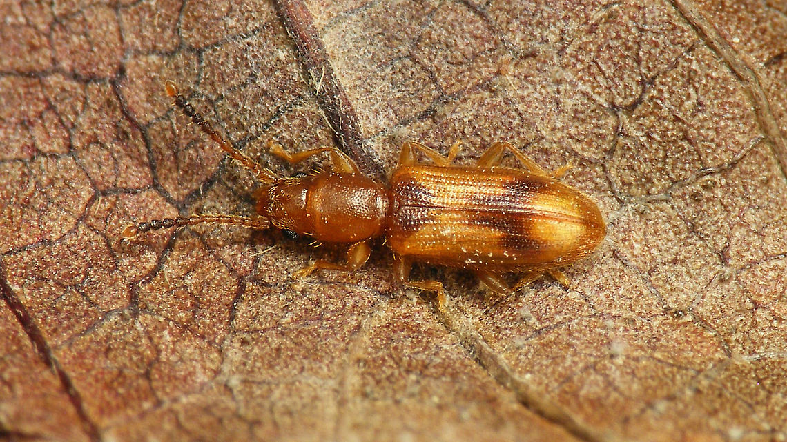 Cryptamorpha desjardinsi Small-ish critter (around 4mm), known to be a pest of stored food products, but found at night on a garden lamp, seemingly living happily in the garden on what was available there (lots of old overripe avocados?) Brontinae,Cryptamorpha,Cryptamorpha desjardinsi,Cryptamorpha desjardinsii,Cucujoidea,Geotagged,La Palma (Canary Islands),Silvanidae,Spain,Telephanini,invasive species
