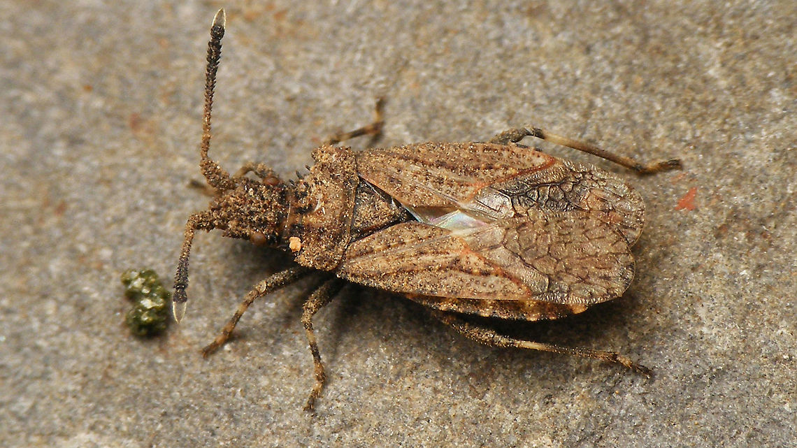 Arenocoris waltlii Lifted out of the swimming pool, which proved to be an endless source of species that we didn&#039;t encounter otherwise. Arenocoris,Arenocoris waltlii,Coreidae,Coreoidea,Geotagged,La Palma (Canary Islands),Pseudophloeinae,Pseudophloeini,Spain