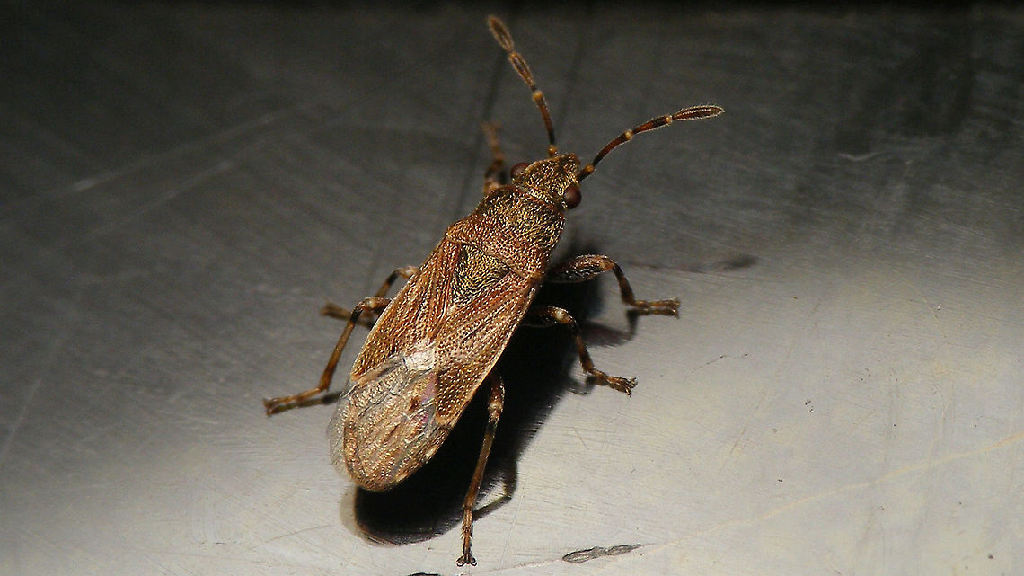 Heterogaster canariensis Another "pool guest" - shamefully presented with this "working shot" as I mistook it for "yet another Nysius" at the time of the photo shoot and didn't take care of getting better pictures :-/ Geotagged,Heterogaster,Heterogaster canariensis,Heterogastridae,Heterogastrinae,La Palma (Canary Islands),Lygaeidae,Lygaeoidea,Pentatomorpha,Spain