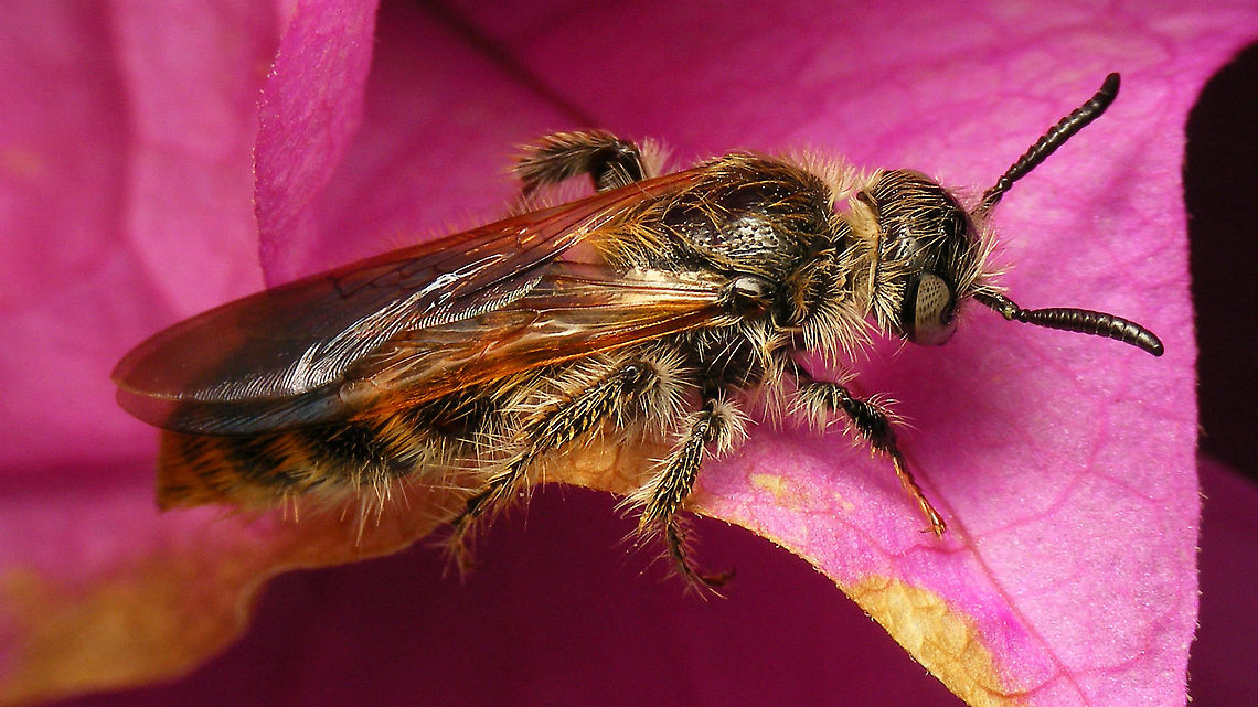 Micromeriella hyalina - Female A few of these &quot;rescued&quot; from the swimming pool.<br />
Male (longer antennae) here:<br />
<figure class="photo"><a href="https://www.jungledragon.com/image/89937/micromeriella_hyalina_-_male.html" title="Micromeriella hyalina - Male"><img src="https://s3.amazonaws.com/media.jungledragon.com/images/3043/89937_thumb.jpg?AWSAccessKeyId=05GMT0V3GWVNE7GGM1R2&Expires=1759968010&Signature=a30zFXJrCQkbO%2FUU65IqoDcoyuw%3D" width="200" height="114" alt="Micromeriella hyalina - Male A few of these &quot;rescued&quot; from the swimming pool.<br />
Female (shorter antennae) here:<br />
https://www.jungledragon.com/image/89936/micromeriella_hyalina_-_female.html Apocrita,Campsomerini,Geotagged,Hymenoptera,La Palma (Canary Islands),Micromeriella,Micromeriella hyalina,Scoliidae,Scoliinae,Spain,Vespoidea,scoliid wasp" /></a></figure> Apocrita,Campsomerini,Geotagged,Hymenoptera,La Palma (Canary Islands),Micromeriella,Micromeriella hyalina,Scoliidae,Scoliinae,Spain,Vespoidea,scoliid wasp