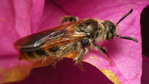 Micromeriella hyalina - Female A few of these "rescued" from the swimming pool.
Male (longer antennae) here:
https://www.jungledragon.com/image/89937/micromeriella_hyalina_-_male.html Apocrita,Campsomerini,Geotagged,Hymenoptera,La Palma (Canary Islands),Micromeriella,Micromeriella hyalina,Scoliidae,Scoliinae,Spain,Vespoidea,scoliid wasp