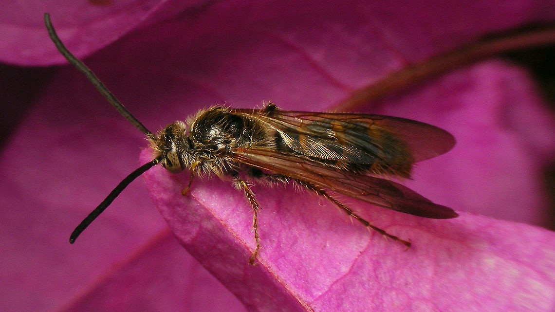 Micromeriella hyalina - Male A few of these "rescued" from the swimming pool.<br />
Female (shorter antennae) here:<br />
<figure class="photo"><a href="https://www.jungledragon.com/image/89936/micromeriella_hyalina_-_female.html" title="Micromeriella hyalina - Female"><img src="https://s3.amazonaws.com/media.jungledragon.com/images/3043/89936_thumb.jpg?AWSAccessKeyId=05GMT0V3GWVNE7GGM1R2&Expires=1770854410&Signature=mJa6S9Biyj7giA2eQ%2FCGmtbRDBw%3D" width="200" height="114" alt="Micromeriella hyalina - Female A few of these "rescued" from the swimming pool.<br />
Male (longer antennae) here:<br />
https://www.jungledragon.com/image/89937/micromeriella_hyalina_-_male.html Apocrita,Campsomerini,Geotagged,Hymenoptera,La Palma (Canary Islands),Micromeriella,Micromeriella hyalina,Scoliidae,Scoliinae,Spain,Vespoidea,scoliid wasp" /></a></figure> Apocrita,Campsomerini,Geotagged,Hymenoptera,La Palma (Canary Islands),Micromeriella,Micromeriella hyalina,Scoliidae,Scoliinae,Spain,Vespoidea,scoliid wasp
