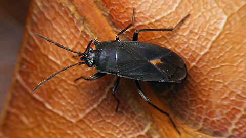 Aphanus rolandri