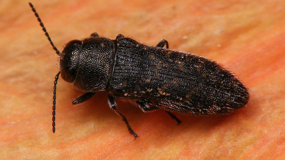 Acmaeodera cisti  Acmaeodera,Acmaeodera cisti,Acmaeoderini,Buprestidae,Coleoptera,Elateriformia,Geotagged,La Palma (Canary Islands),Polycestinae,Spain