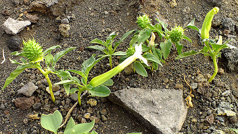 Datura stramonium Very small plant still, but in bloom and bearing fruits nevertheless ... Datura,Datura stramonium,Eudicots,Geotagged,Invasive plant,Jimsonweed,La Palma (Canary Islands),Solanaceae,Solanales,Spain,invasive species