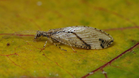 Micromus canariensis var. curvatus (w. banded wing) Distinctly "differently" patterned Micromus canariensis with the dark band over the center of the wings.
Apparently this variation is known as Micromus canariensis var. curvatus Esben-Petersen, 1936
c.f. https://heteropterus.org/images/HRE/articulos/Heteropterus_Rev_Entomol_4_1-26.pdf Geotagged,Hemerobiidae,La Palma (Canary Islands),Micromus,Micromus canariensis,Micromus canariensis var. curvatus,Neuroptera,Spain