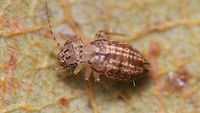 Cerobasis longicornis Hmpppfff ... took this to be the nymph of Marcenendius fortunatus, as I found it together with an adult of that species, but closer inspection shows that cannot be right. Should be some Cerobasis this - with a few species to choose from on La Palma ... needs further work ...<br />
Work done :o) : Cerobasis longicornis based on the somewhat larger wing-stubs with brown spots and the colour pattern on the legs.<br />
As this seems to be the first photo of the species I can easily find on the web, I've decided to also upload a small collage with some shots of details:<br />
https://www.jungledragon.com/image/89959/cerobasis_longicornis_-_some_details.html Cerobasis,Cerobasis longicornis,Geotagged,La Palma (Canary Islands),Psocoptera,Spain,Trogiidae
