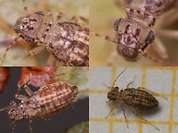 Cerobasis longicornis - Some details A few details I cut out for myself to ID this one:<br />
https://www.jungledragon.com/image/89951/cerobasis_longicornis.html Cerobasis,Cerobasis longicornis,Geotagged,La Palma (Canary Islands),Psocoptera,Spain,Trogiidae