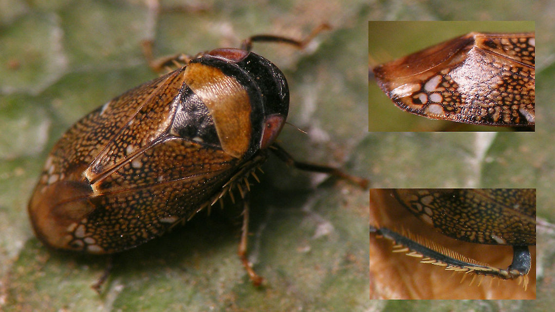 Penthimia irrorata - Imago A complete "near miss" in documenting an interesting species, as I didn't manage to get better shots than these.<br />
Turns out there are hardly any images of this species to be found on the internet so far, just two images of museum/collection specimen on obscure websites, not indexed well by the search engines.<br />
So, excuse the "quality" but it's still worthwhile to present an image of a life sample here, me thinks :o)<br />
A few days later, at the same spot, I had found a nymph and made equally useless photos:<br />
<figure class="photo"><a href="https://www.jungledragon.com/image/89962/penthimia_irrorata_-_nymph.html" title="Penthimia irrorata - Nymph"><img src="https://s3.amazonaws.com/media.jungledragon.com/images/3043/89962_thumb.jpg?AWSAccessKeyId=05GMT0V3GWVNE7GGM1R2&Expires=1769040010&Signature=nH1V8tj0Ki%2B5BEt2Nv8sqLFgpG8%3D" width="200" height="114" alt="Penthimia irrorata - Nymph Some words to feebly excuse the poor quality with the adult:<br />
https://www.jungledragon.com/image/89961/penthimia_irrorata_-_imago.html Cicadellidae,Cicadomorpha,Deltocephalinae,Geotagged,La Palma (Canary Islands),Membracoidea,Nymph,Penthimia,Penthimia irrorata,Penthimiinae,Penthimiini,Spain" /></a></figure><br />
 Cicadellidae,Cicadomorpha,Deltocephalinae,Geotagged,La Palma (Canary Islands),Membracoidea,Penthimia,Penthimia irrorata,Penthimiinae,Penthimiini,Spain
