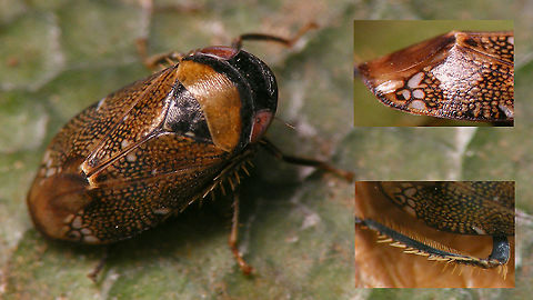 Penthimia irrorata - Imago A complete "near miss" in documenting an interesting species, as I didn't manage to get better shots than these.
Turns out there are hardly any images of this species to be found on the internet so far, just two images of museum/collection specimen on obscure websites, not indexed well by the search engines.
So, excuse the "quality" but it's still worthwhile to present an image of a life sample here, me thinks :o)
A few days later, at the same spot, I had found a nymph and made equally useless photos:
https://www.jungledragon.com/image/89962/penthimia_irrorata_-_nymph.html
 Cicadellidae,Cicadomorpha,Deltocephalinae,Geotagged,La Palma (Canary Islands),Membracoidea,Penthimia,Penthimia irrorata,Penthimiinae,Penthimiini,Spain
