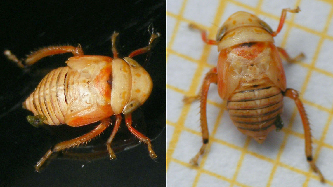 Penthimia irrorata - Nymph Some words to feebly excuse the poor quality with the adult:<br />
<figure class="photo"><a href="https://www.jungledragon.com/image/89961/penthimia_irrorata_-_imago.html" title="Penthimia irrorata - Imago"><img src="https://s3.amazonaws.com/media.jungledragon.com/images/3043/89961_thumb.jpg?AWSAccessKeyId=05GMT0V3GWVNE7GGM1R2&Expires=1759968010&Signature=nLwBYHcwqoixGxPloitIisDu3mE%3D" width="200" height="114" alt="Penthimia irrorata - Imago A complete &quot;near miss&quot; in documenting an interesting species, as I didn&#039;t manage to get better shots than these.<br />
Turns out there are hardly any images of this species to be found on the internet so far, just two images of museum/collection specimen on obscure websites, not indexed well by the search engines.<br />
So, excuse the &quot;quality&quot; but it&#039;s still worthwhile to present an image of a life sample here, me thinks :o)<br />
A few days later, at the same spot, I had found a nymph and made equally useless photos:<br />
https://www.jungledragon.com/image/89962/penthimia_irrorata_-_nymph.html<br />
 Cicadellidae,Cicadomorpha,Deltocephalinae,Geotagged,La Palma (Canary Islands),Membracoidea,Penthimia,Penthimia irrorata,Penthimiinae,Penthimiini,Spain" /></a></figure> Cicadellidae,Cicadomorpha,Deltocephalinae,Geotagged,La Palma (Canary Islands),Membracoidea,Nymph,Penthimia,Penthimia irrorata,Penthimiinae,Penthimiini,Spain